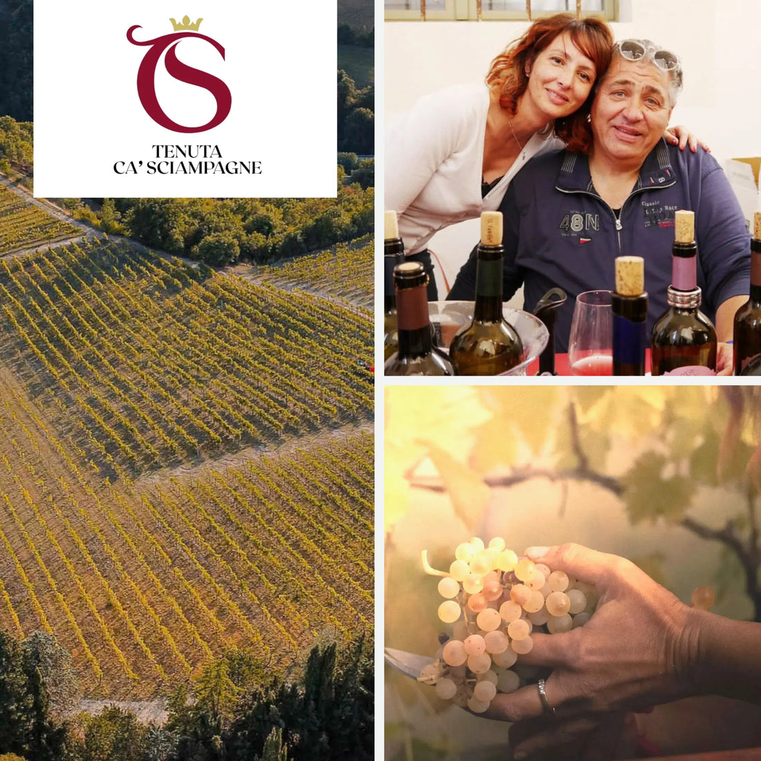 Tenuta Ca Sciampagne: Storia, Metodo Biologico e Produzione Sostenibile 2026 ILSUCCODUVA